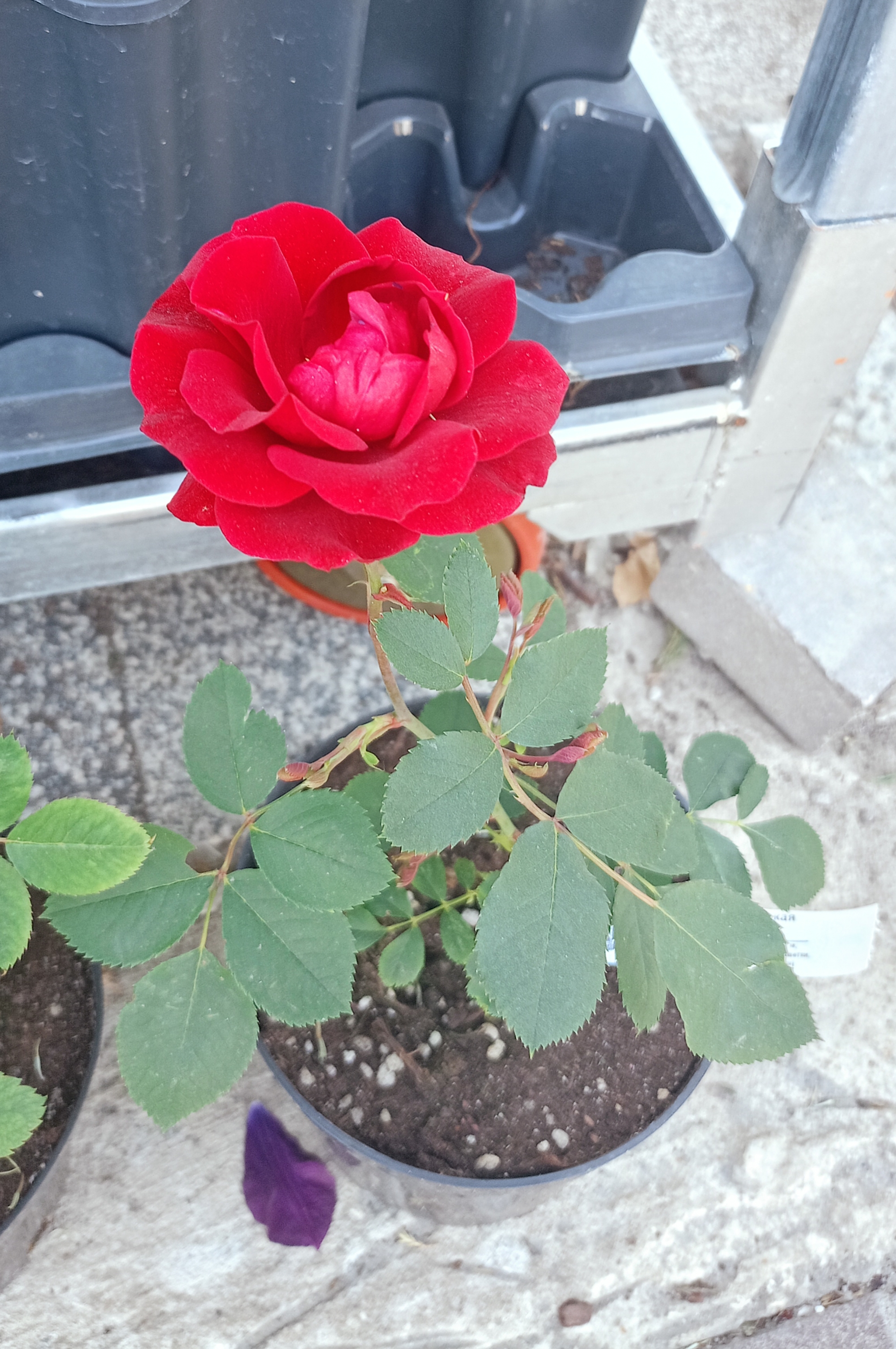 Превью изображения