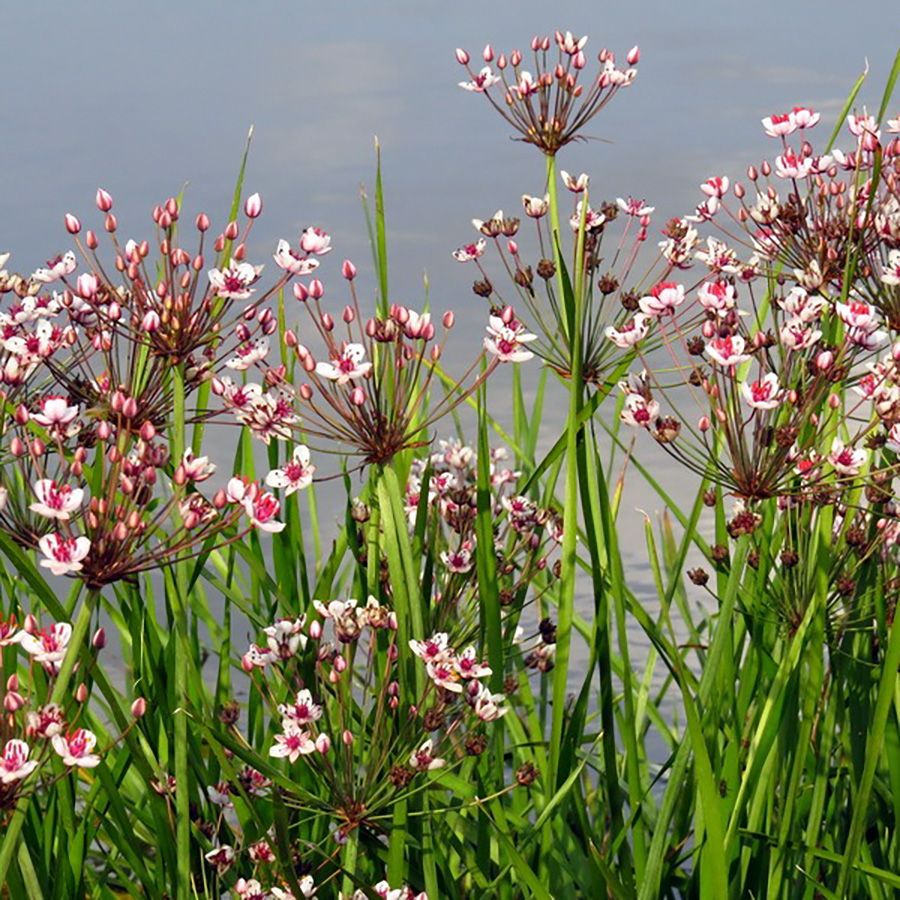 Превью изображения