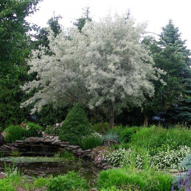 Превью изображения