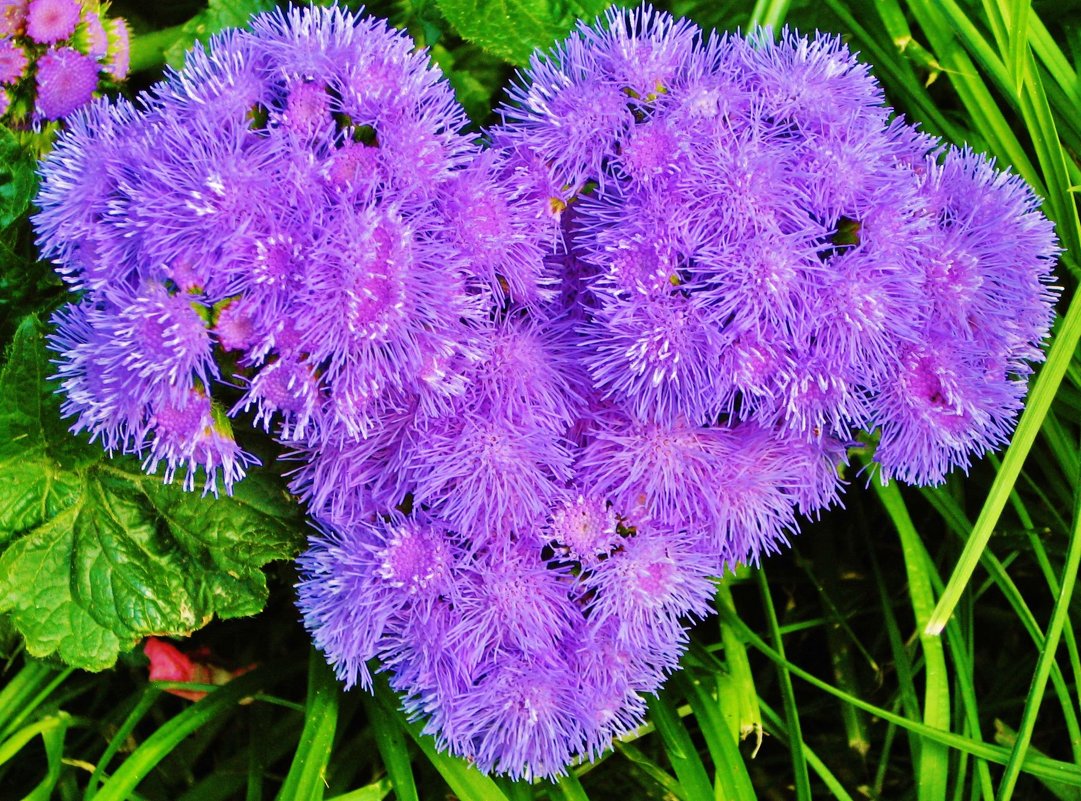 Превью изображения