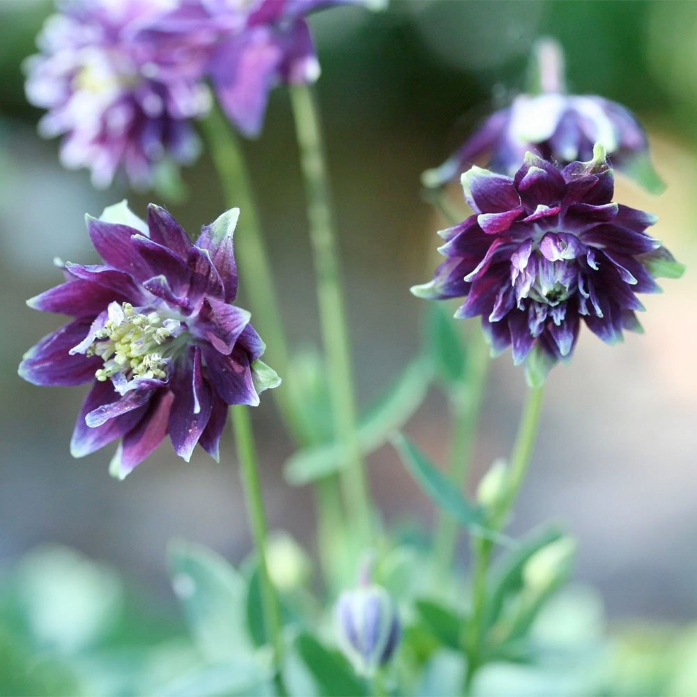 Превью изображения