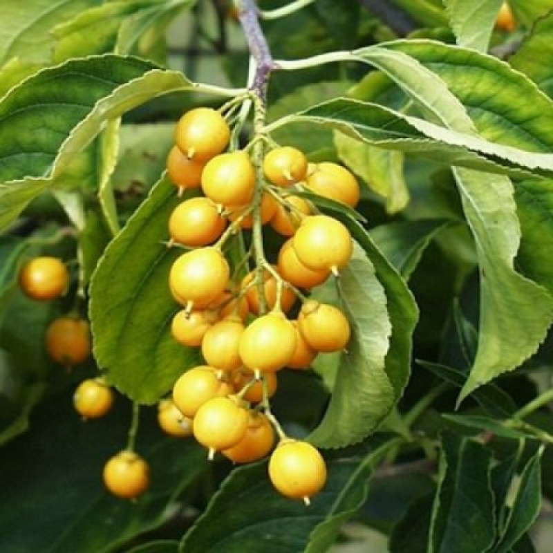 Превью изображения