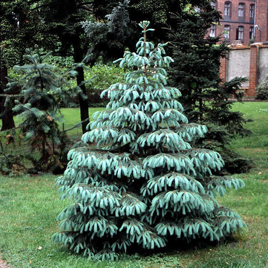 Превью изображения