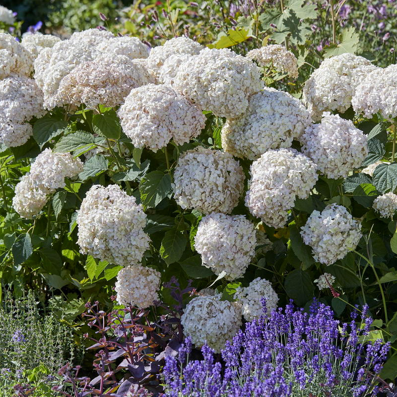 Превью изображения