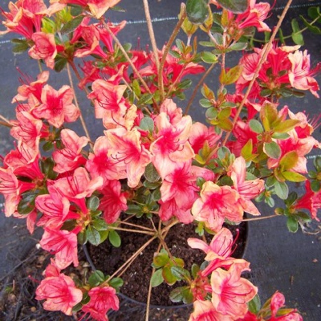 Превью изображения