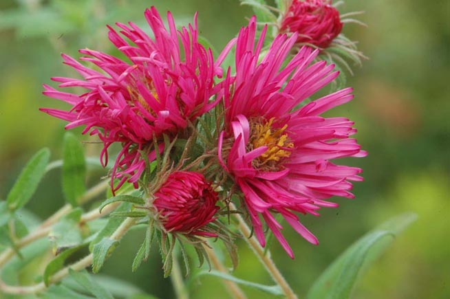 Превью изображения