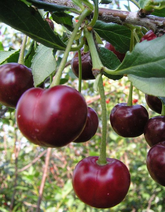 Превью изображения