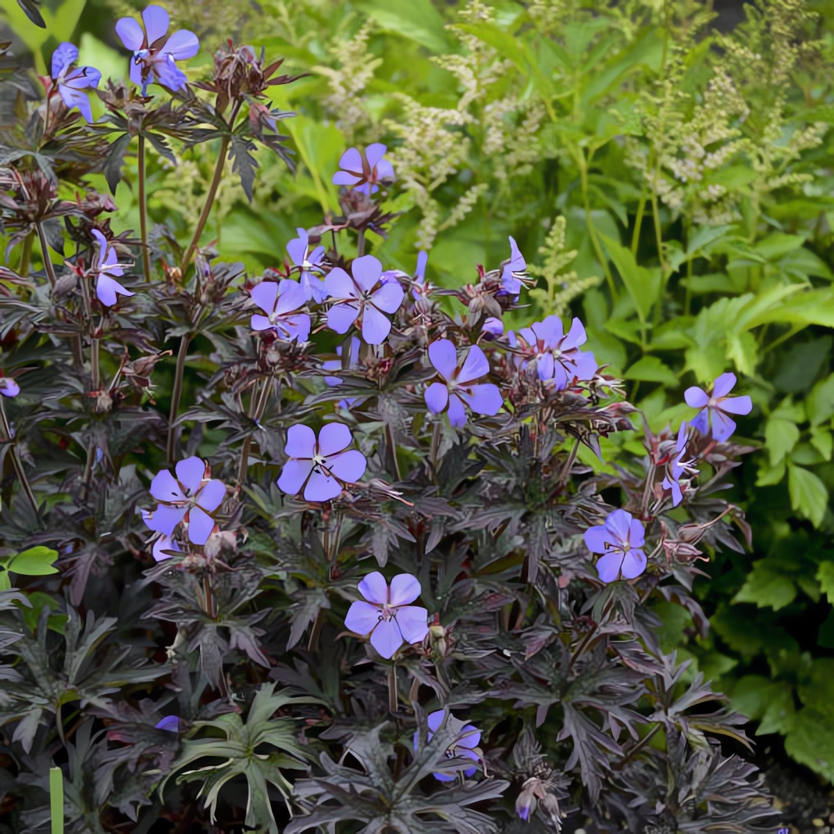 Превью изображения