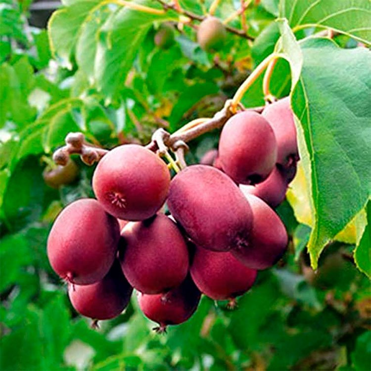 Превью изображения