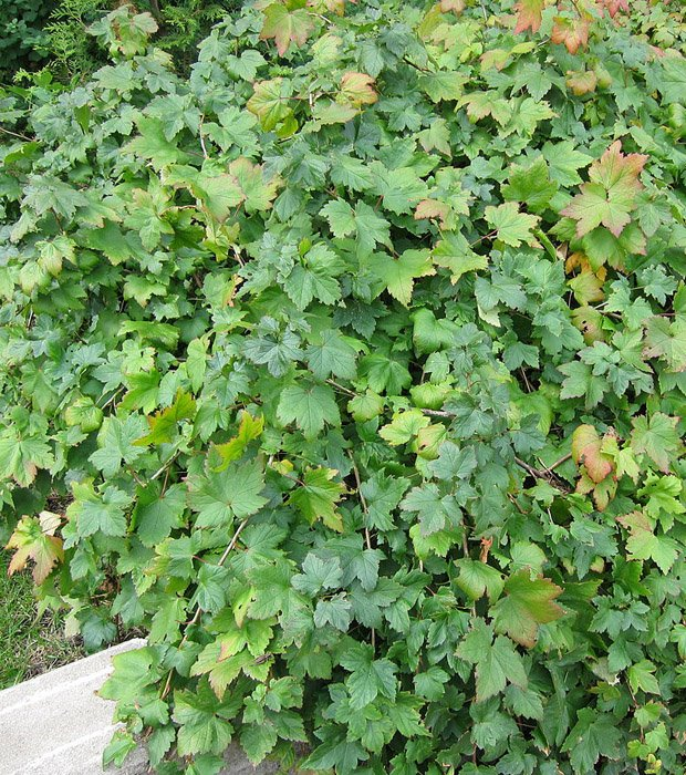 Превью изображения