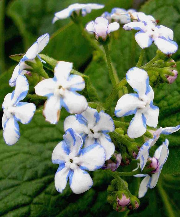 Превью изображения