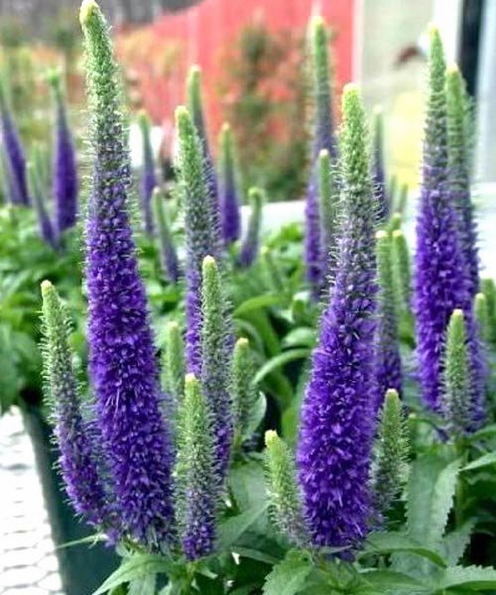 Превью изображения