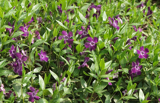 Превью изображения