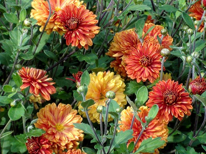 Превью изображения