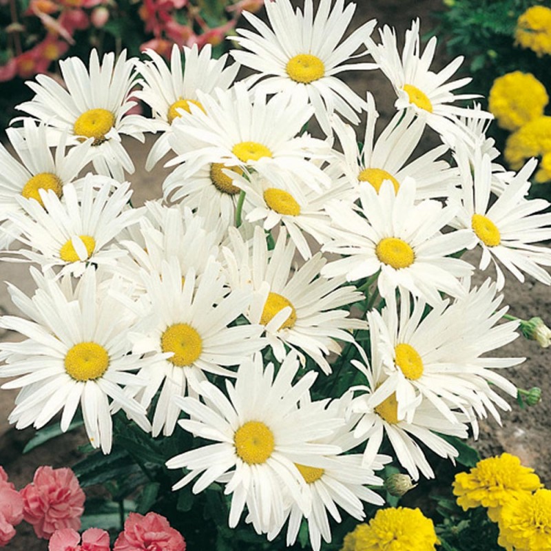 Превью изображения