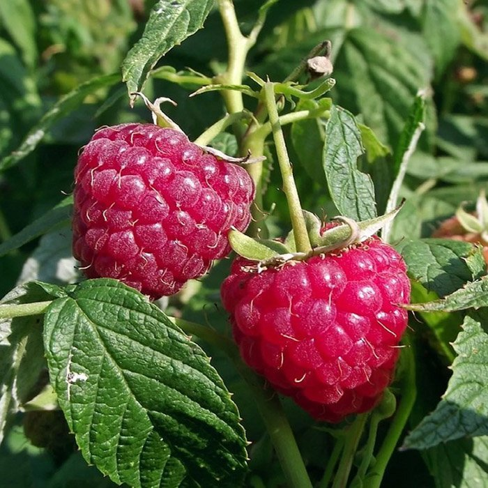 Превью изображения