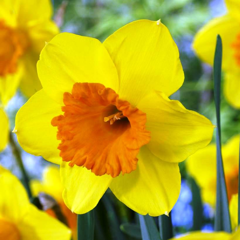 Превью изображения