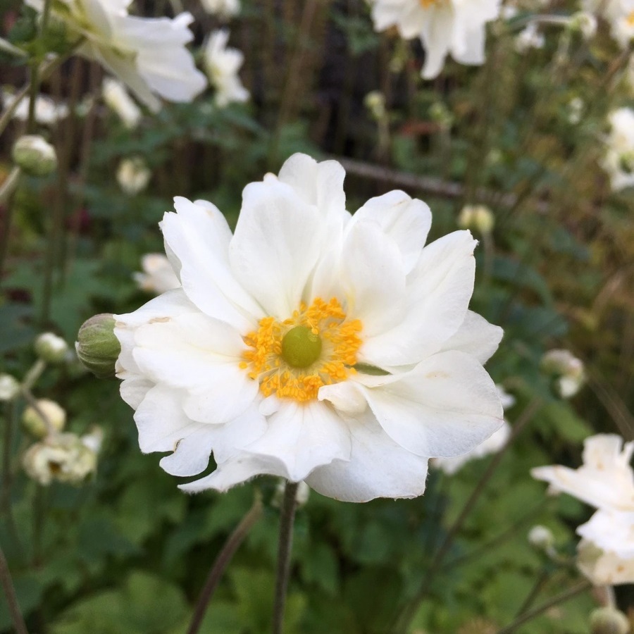 Превью изображения