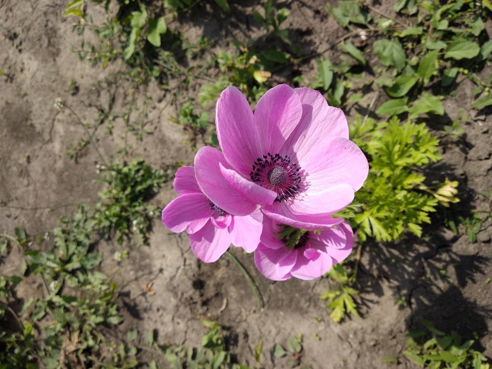 Превью изображения