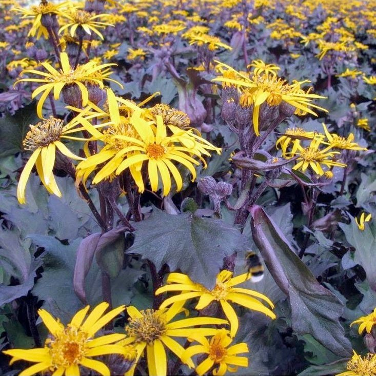 Превью изображения