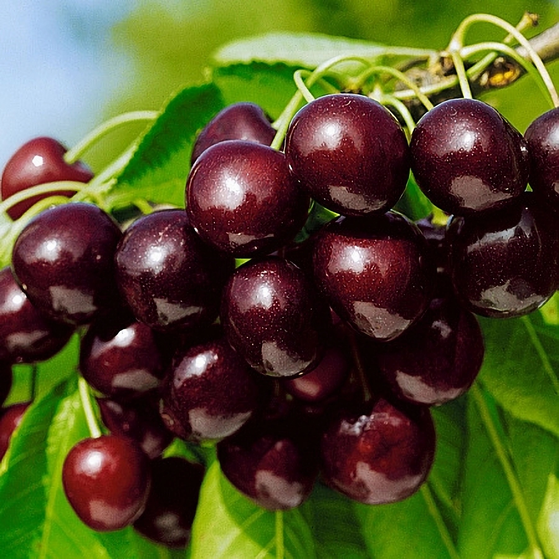 Превью изображения