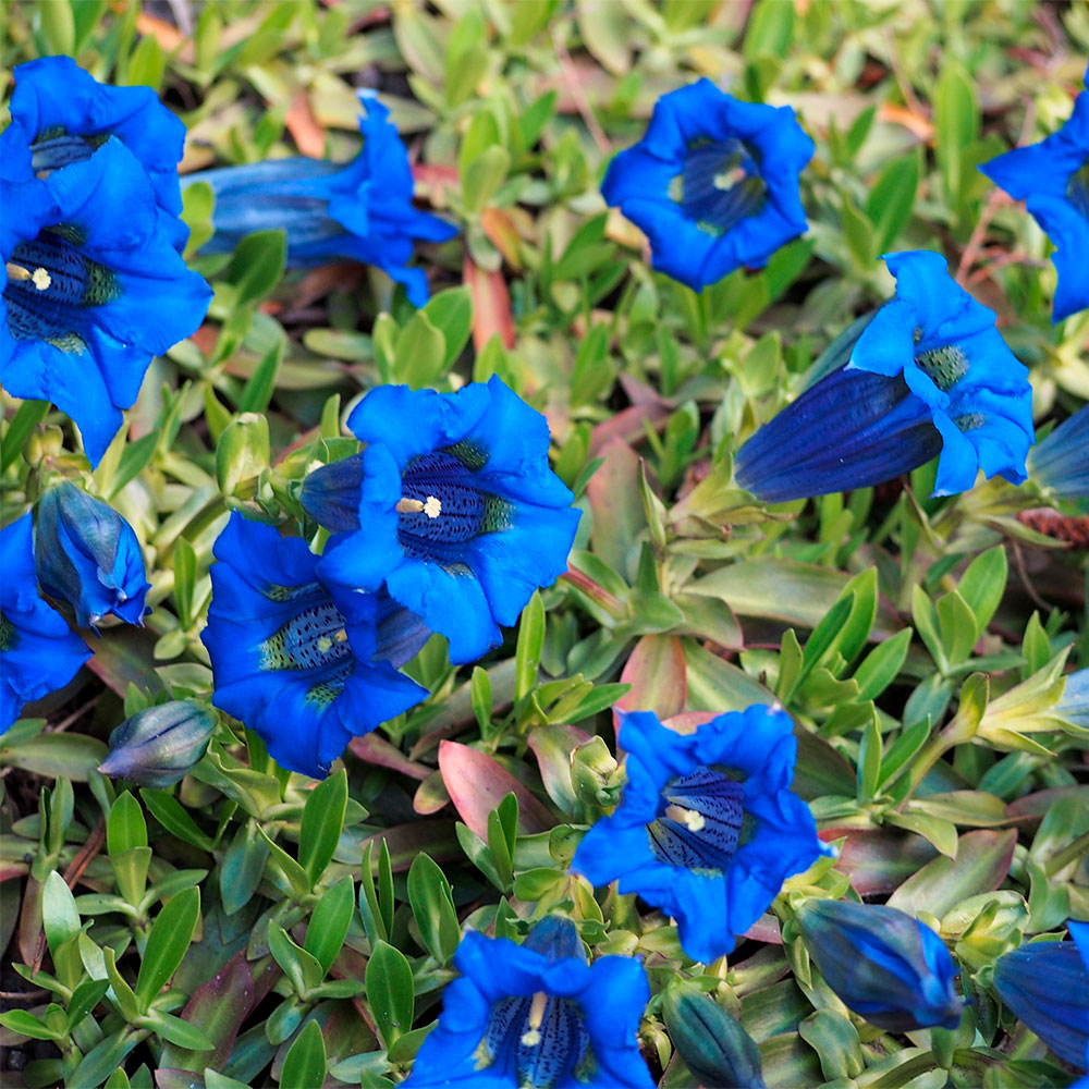 Превью изображения