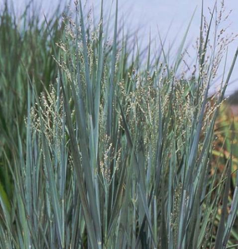 Превью изображения