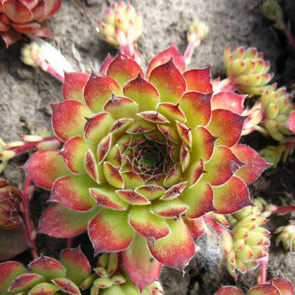 Превью изображения