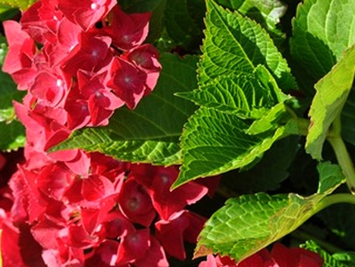 Превью изображения