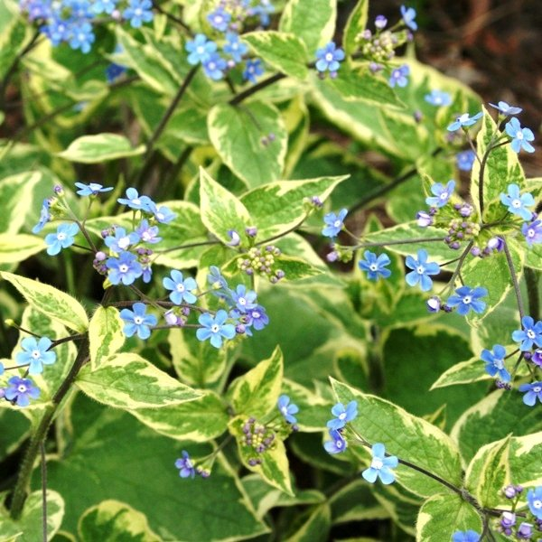 Превью изображения