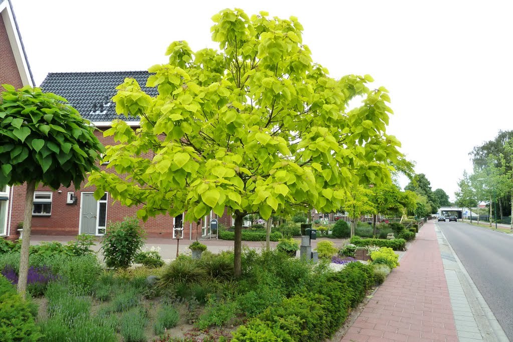 Превью изображения