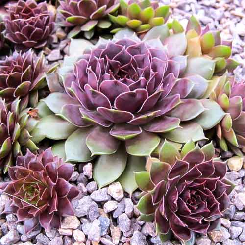 Превью изображения