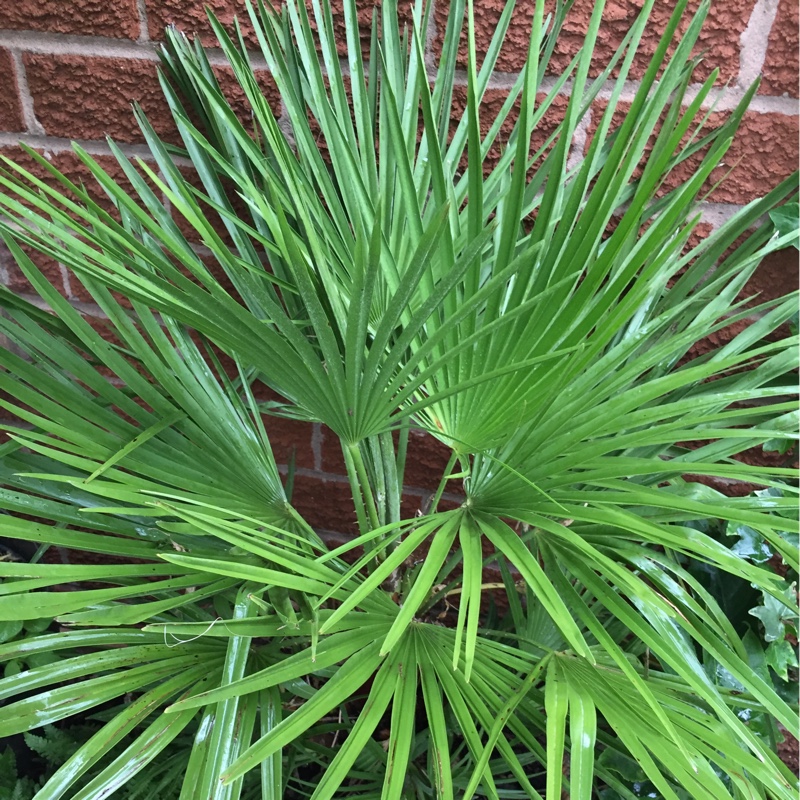 Превью изображения