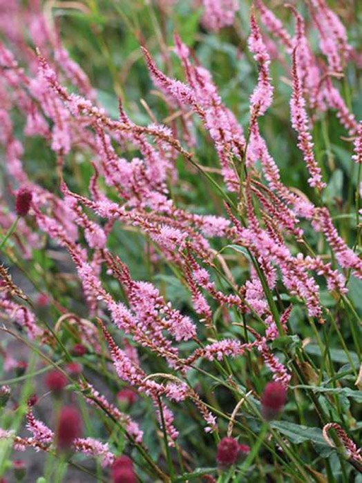 Превью изображения