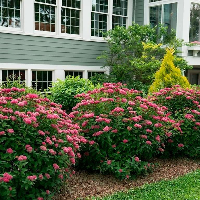 Превью изображения