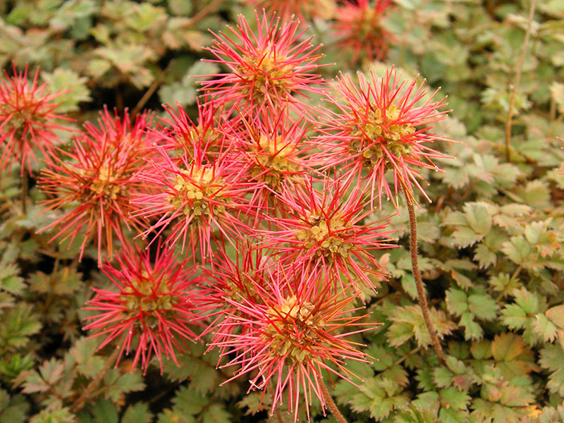 Превью изображения