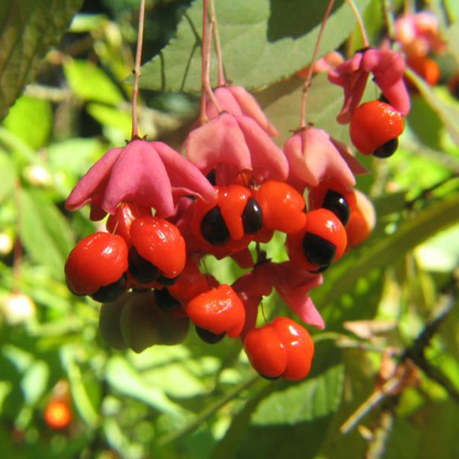 Превью изображения