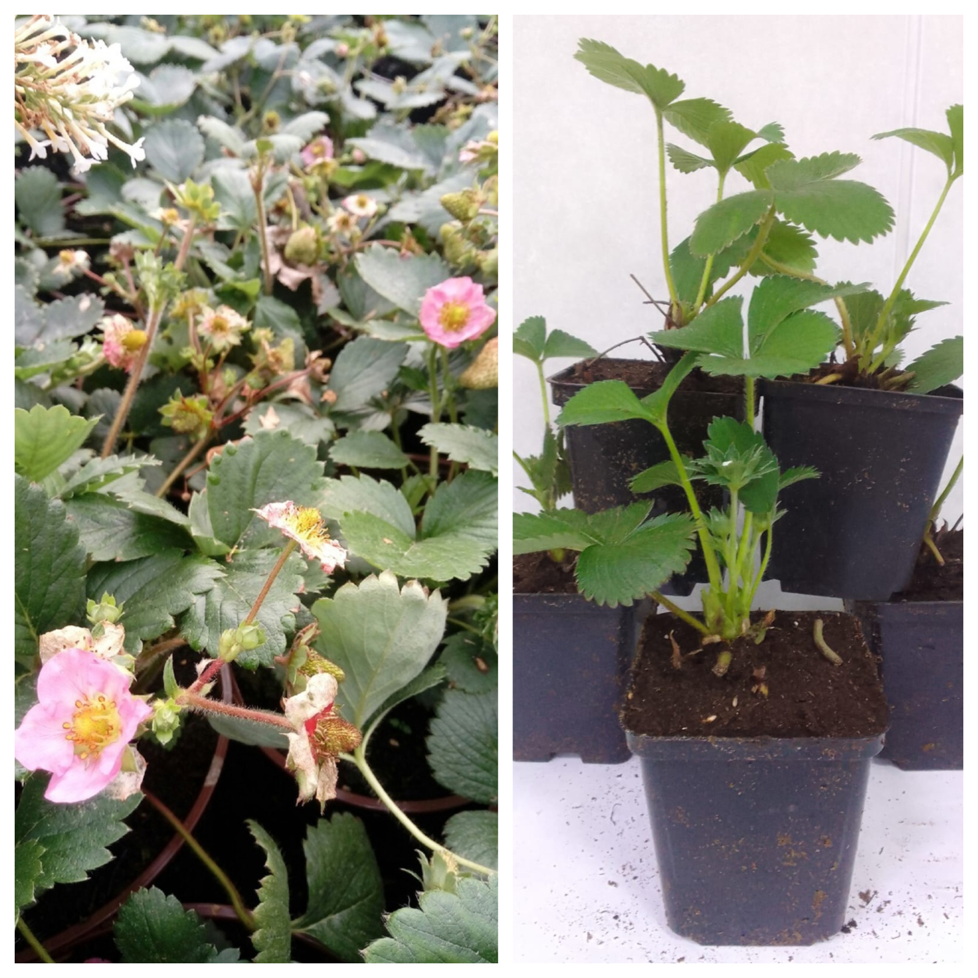 Превью изображения