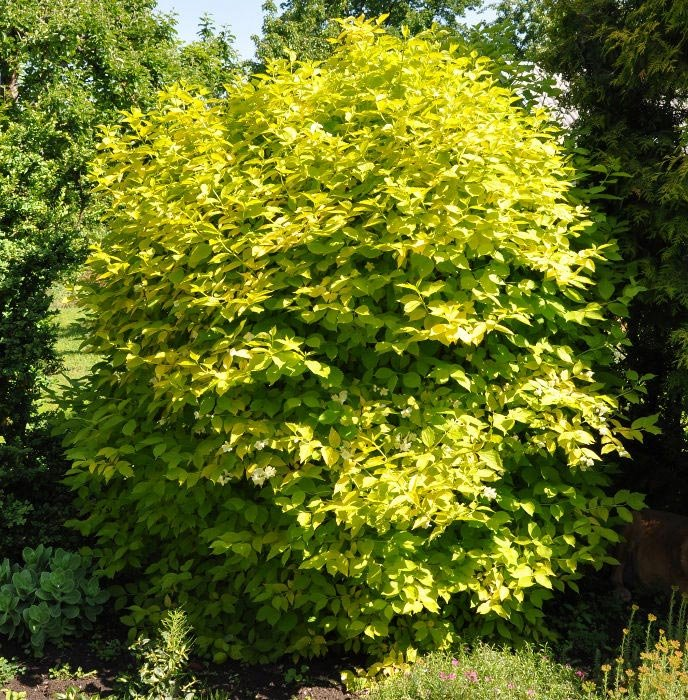 Превью изображения