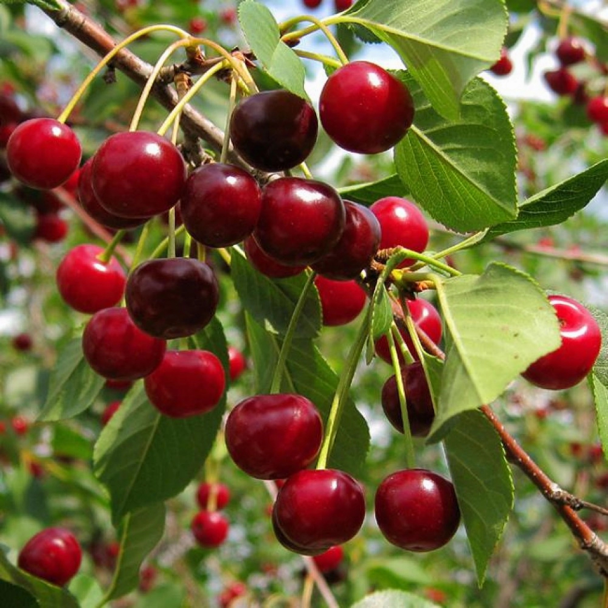 Превью изображения