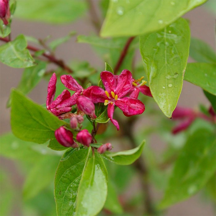 Превью изображения