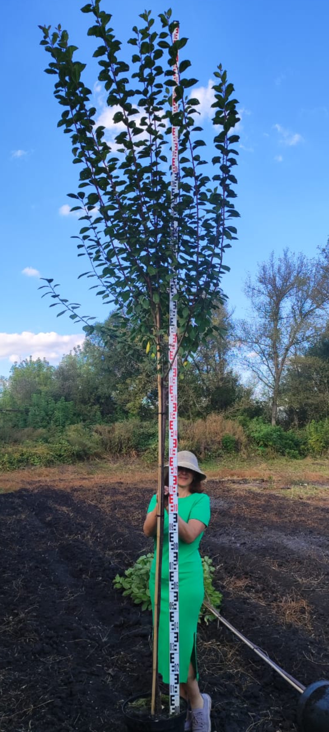 Превью изображения