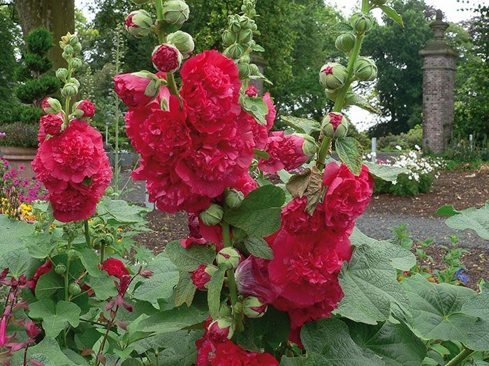 Превью изображения