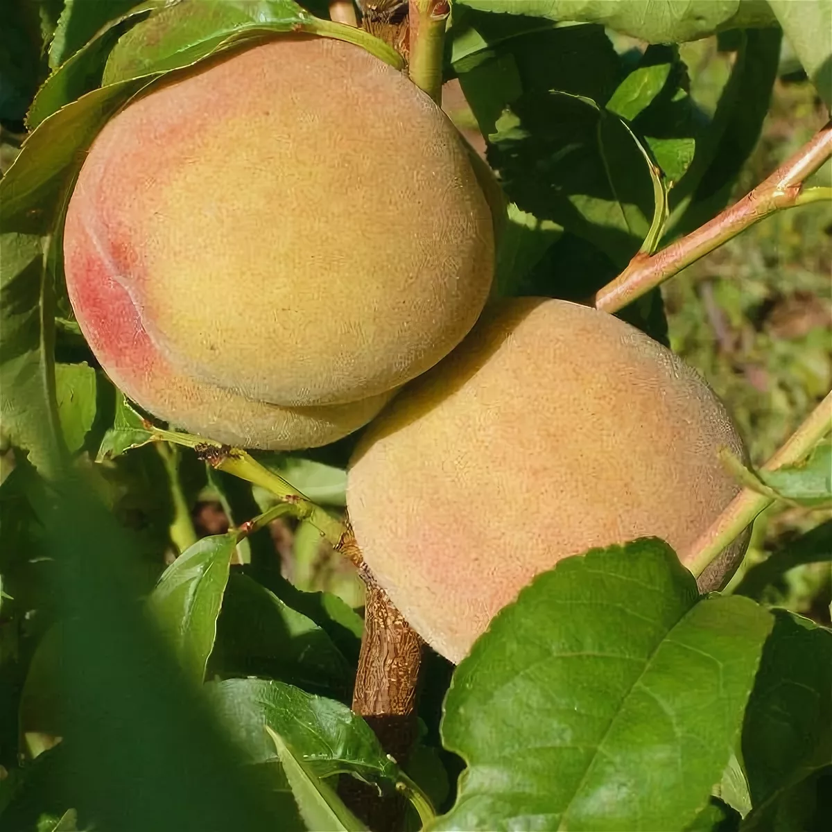 Превью изображения