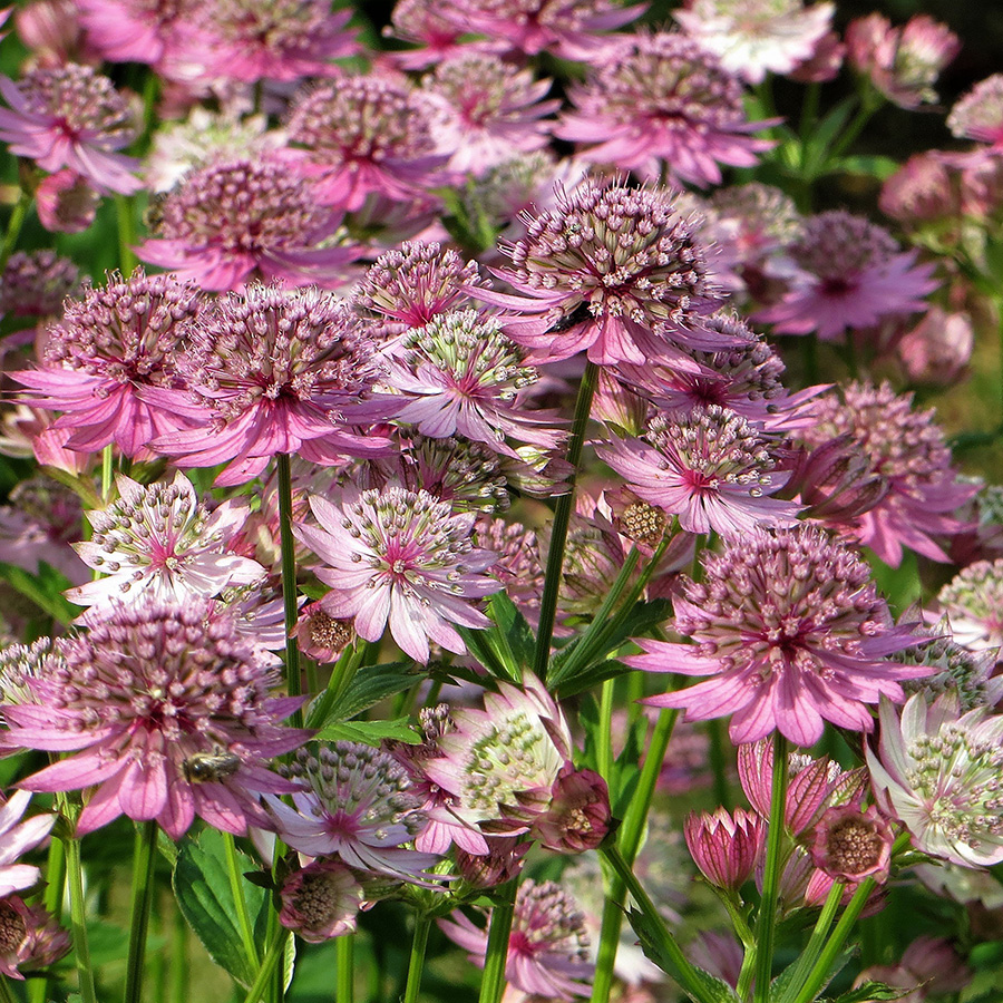 Превью изображения