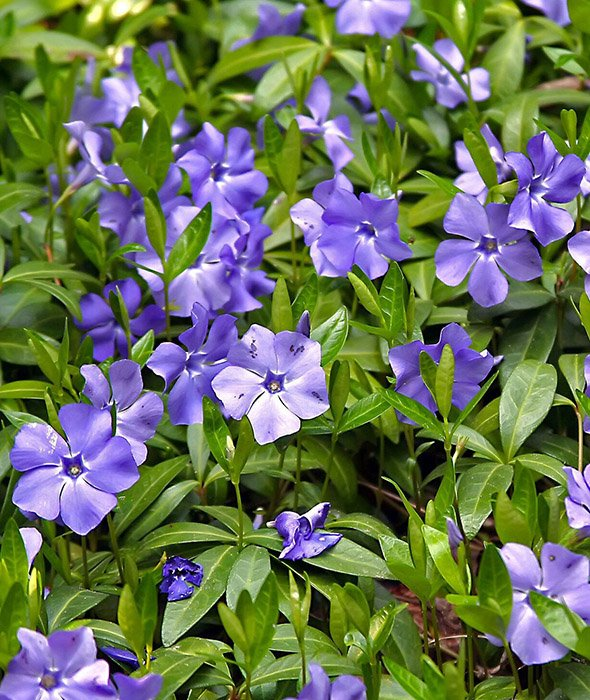 Превью изображения