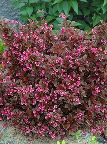 Превью изображения