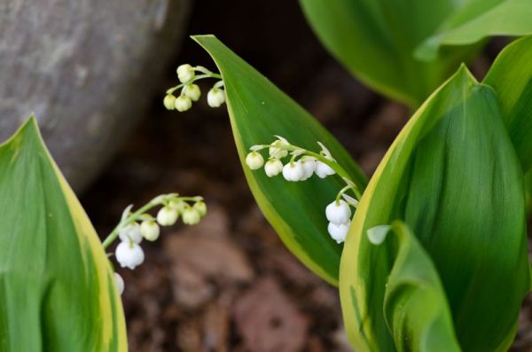Превью изображения