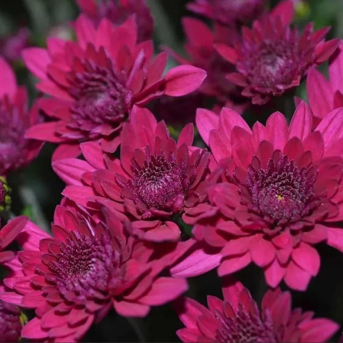 Превью изображения