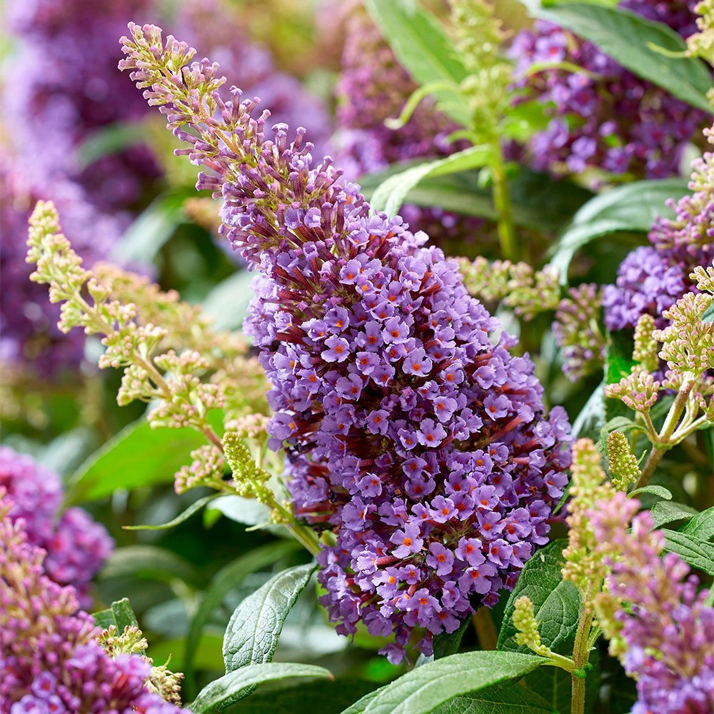 Превью изображения